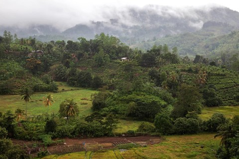 Landscape and vegetation