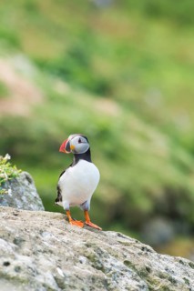Puffin