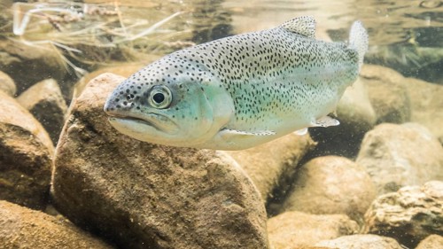 Rainbow trout