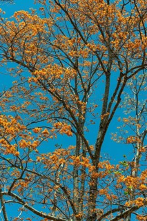 Flowering coral tree