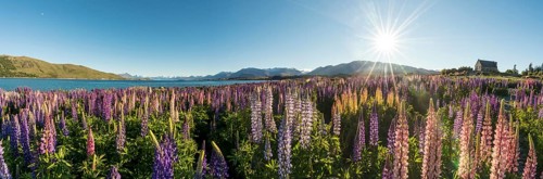 Sun shining through colorful Large-leaved lupines