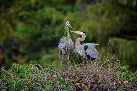 Great blue heron