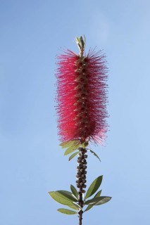 Scarlet Bottlebrush