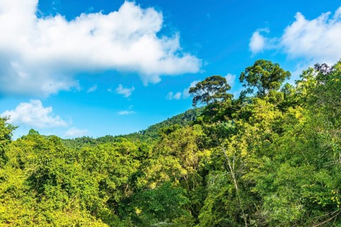 Tropical rainforest