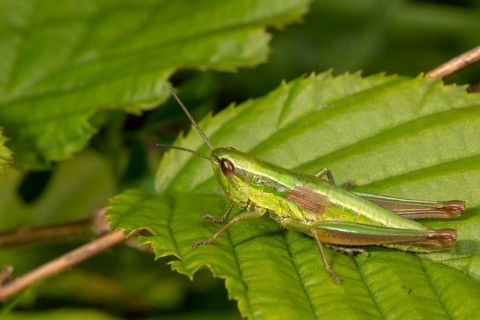 Small gold grasshopper