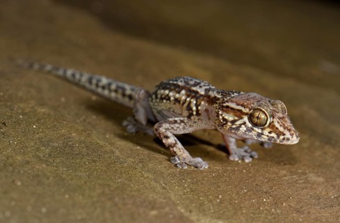 Great Head Gecko