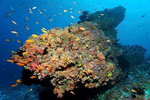 Coral reef