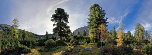 Mountain forest