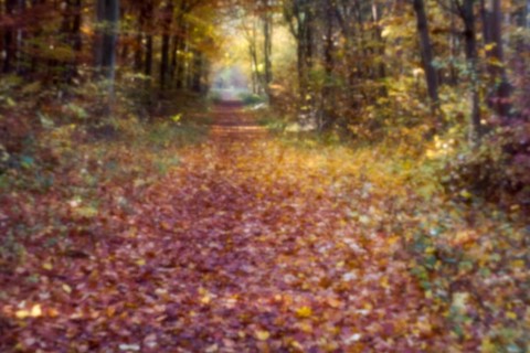 Forest trail in autumn