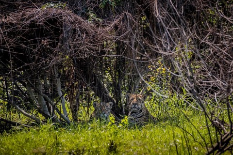 Two Jaguars