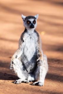 Ring-tailed lemur