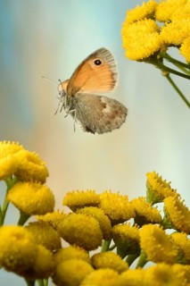 Small heath