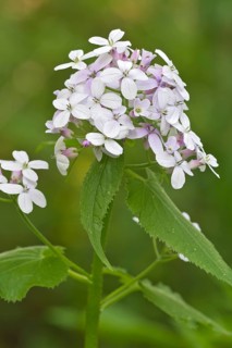 Perennial honesty