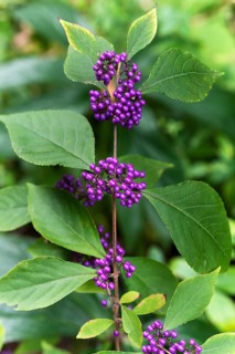 Profusion beautyberry