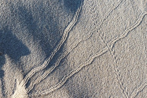 Animal tracks in the sand