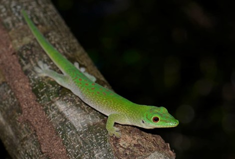 Koch's giant day gecko