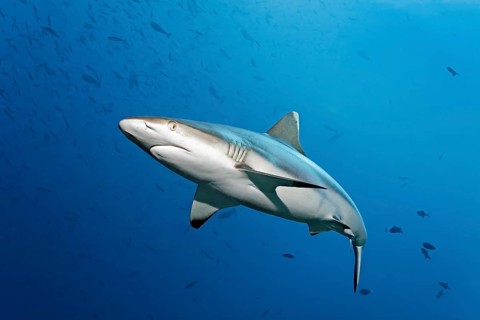 Grey reef shark