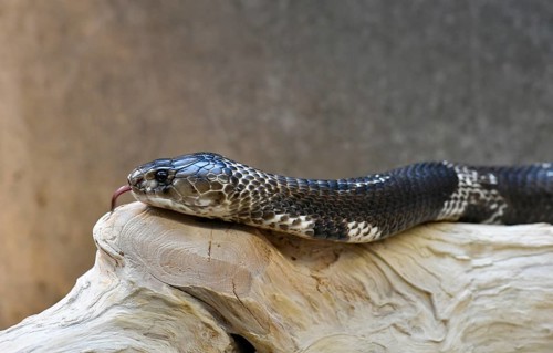 Indian cobra