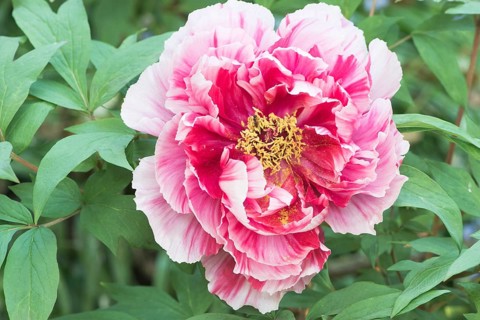 Tree peony