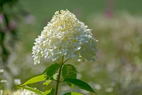 Hydrangea paniculata