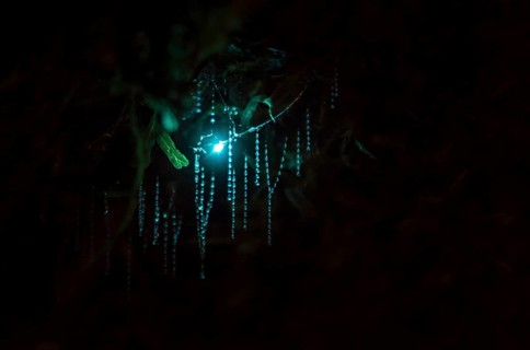 Bioluminescence