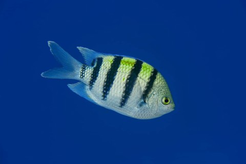 Indo-Pacific sergeant