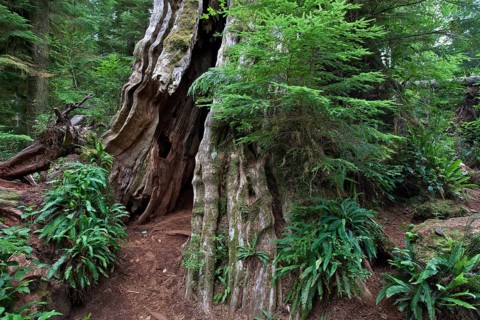 Old cedar