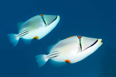 Two Arabian Picasso triggerfish