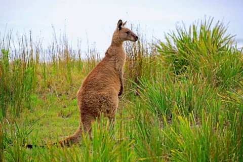 Eastern Gray Kangaroo