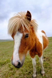 Dartmoor Pony