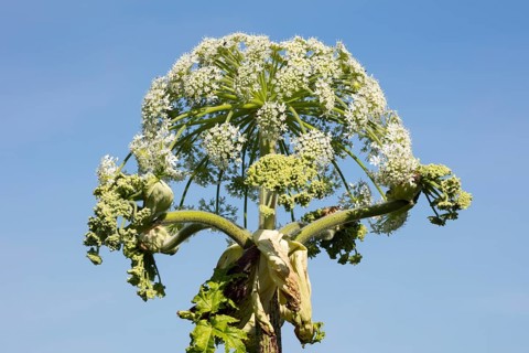 Giant hogweed or wild parsnip