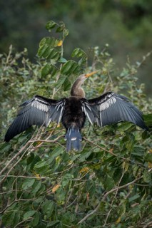 Anhinga or Water Turkey