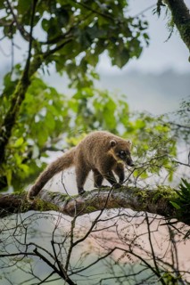 Ring-tailed coati