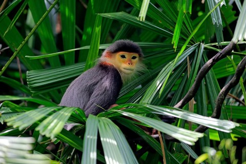 Red-shanked douc