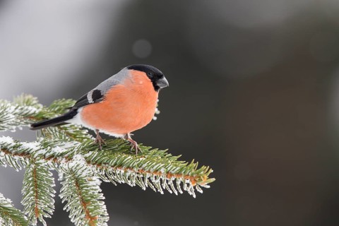 Eurasian bullfinch