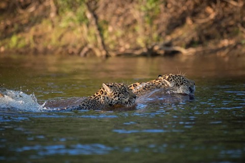 Two Jaguars