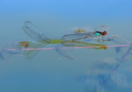 Red-eyed Damselfly