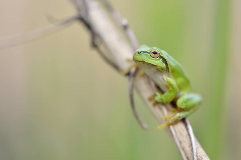European tree frog