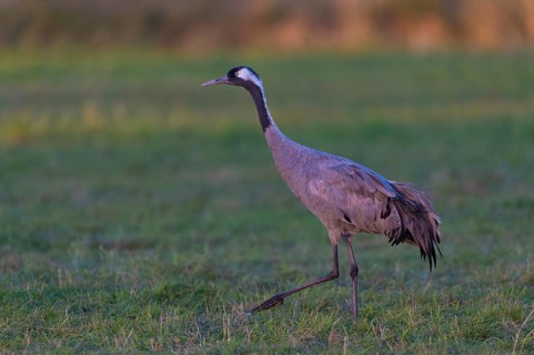 Common or European crane