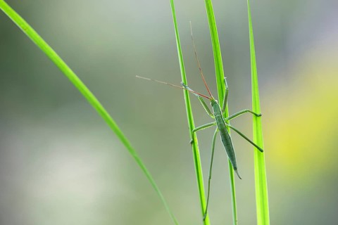 Saga pedo bush cricket