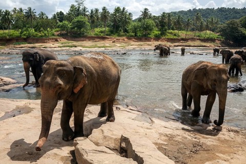 Asian or Asiatic elephants