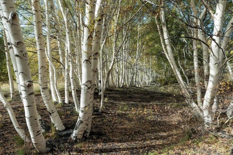 Endemic etna birch