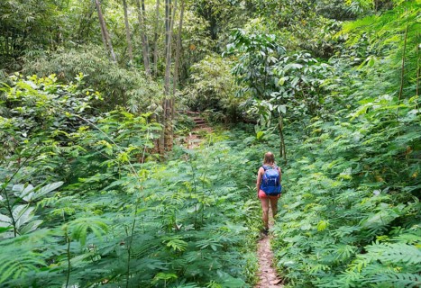 Hiker walking on trail through dense vegetation