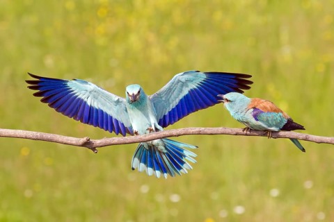 European roller
