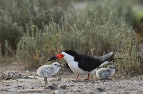 Black Skimmer