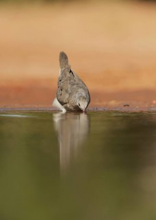 Common Ground Dove