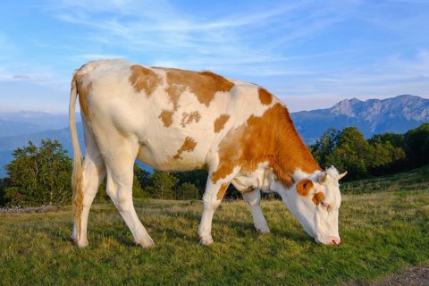 Grazing cow