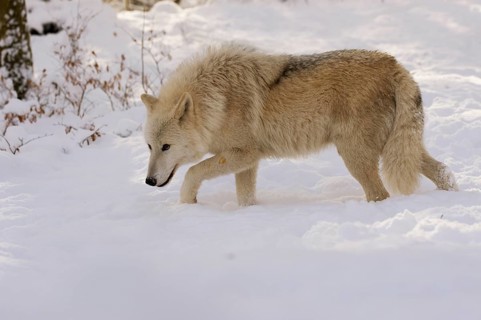 Arctic Wolf