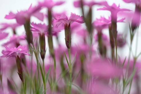 Wood pink