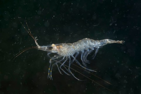 Baltic prawn